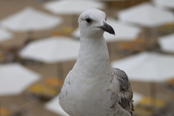 White and gray seagull bird strolls