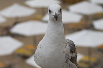 White and gray seagull bird strolls