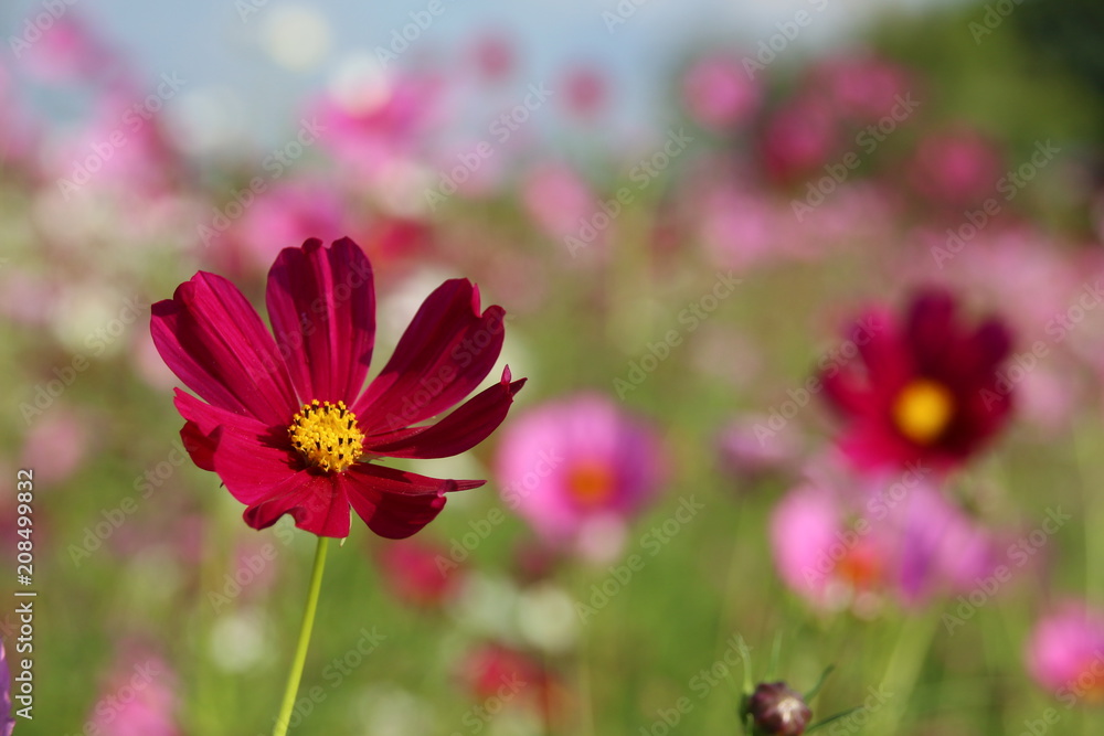 Wall mural cosmos flower in the garden