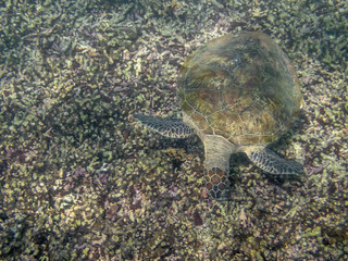 A Green Turtle swimming in the sea near the Muscat coast in Oman - 13