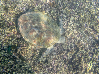A Green Turtle swimming in the sea near the Muscat coast in Oman - 16