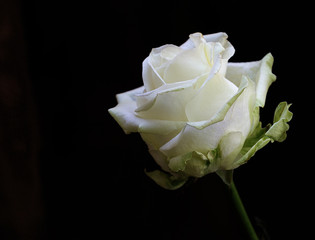 Single white rose on dark, black background