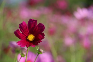 Obraz premium Cosmos flower in the garden