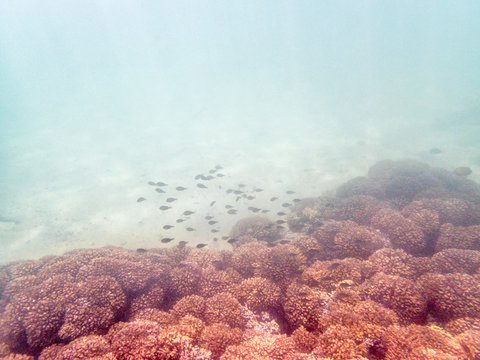 Colorful Fishes On The Coral Reef In The Oman Sea - 6