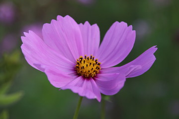 Cosmos flower in the garden