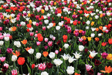 viele bunte Tulpen in einer Fläche