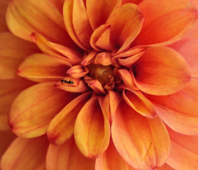 Fototapeta na wymiar Chrysanthemum #38