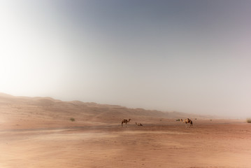 Wild camels roaming in the Wahiba Sands desert in Oman