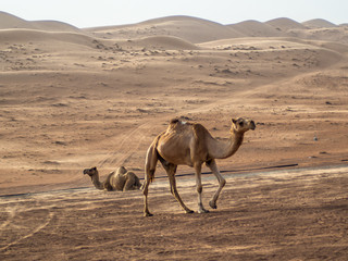 Wild camels roaming in the Wahiba Sands desert in Oman