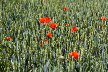 Fototapeta premium Poppies in the wheat field, sunshine
