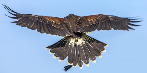 in flight