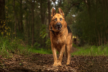Major the German Shepard