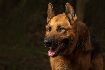 Major the German Shepard