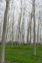 Meadow with poplar trees