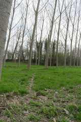 Meadow with poplar trees