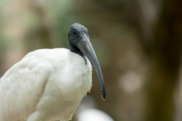 Black-headed ibis, The black-headed ibis or Oriental white ibis is a species of wading bird of the ibis family