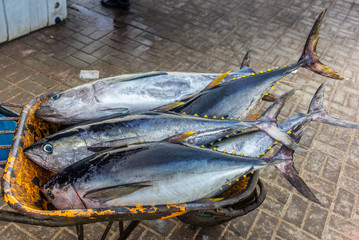 Fresh yellow fin tuna catch at the fish market in Muscat - 1 - obrazy, fototapety, plakaty