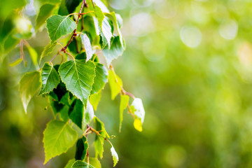 Birch tree branch with fresh leaves in spring or in summer. Background with bright green leaves of birch. Copy spase for text_