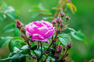 Pink rose with buds on  green blurry background on  clear summer day_