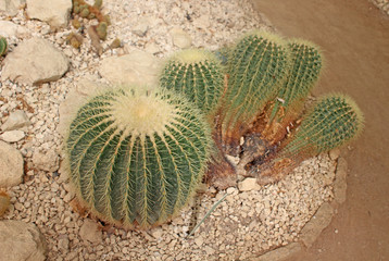 cactus photo detail