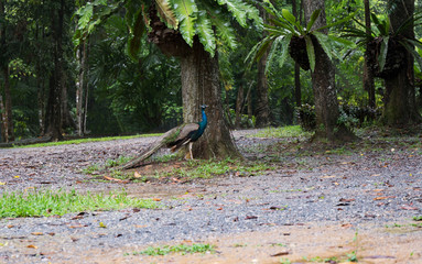 peacock under the trees in raining day.