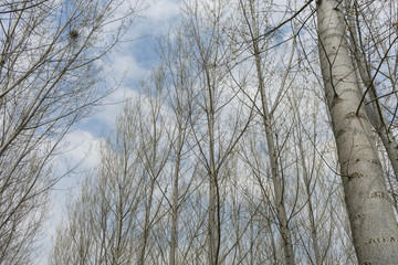 Fototapeta na wymiar Meadow with poplar trees