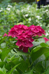 Beautiful hydrangeas in a Japanese garden in Kyoto.