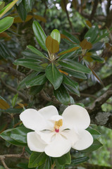 Obraz na płótnie Canvas A gorgeous creamy white magnolia blossom.
