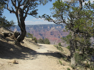 View through the trees of the Grand Canyon from a walking trail on the south rim 