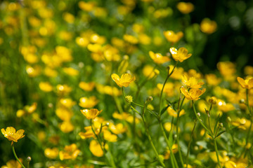 Ranunculus acris - meadow buttercup, tall buttercup, common buttercup, giant buttercup.