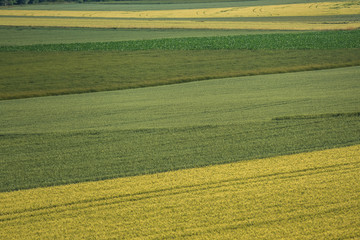 Obraz premium Getreidefelder im Frühjahr