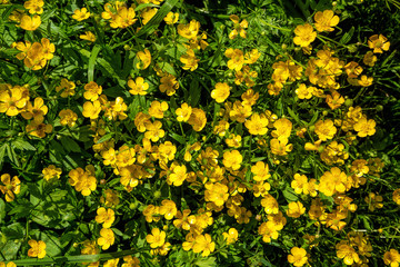 Obraz premium Ranunculus acris - meadow buttercup, tall buttercup, common buttercup, giant buttercup.