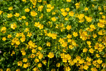 Obraz premium Ranunculus acris - meadow buttercup, tall buttercup, common buttercup, giant buttercup.
