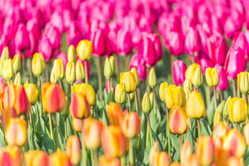 Close up of multicolored tulips in bloom, Keukenhof Botanical garden, Lisse, South Holland, The Netherlands