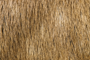 Detail of deer fur