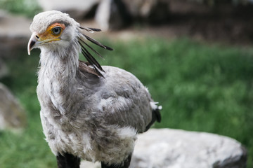 Closeup of secretarybird