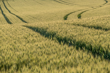 Getreidefelder im Frühjahr