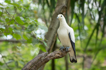 Mountain imperial pigeon