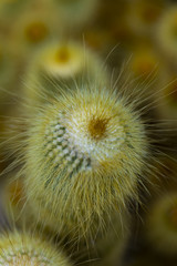 Yellow tower cactus