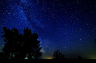 The milky way and the stars above the trees.