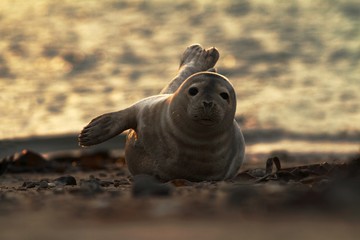 Seal lying on the beach in Dune, Helgoland in Germany, seal in last light of the day, sunset on the beach, young seal on the beach, seal pup, cute baby animal on the beach
