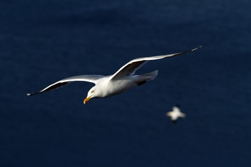 Seagull in flight, Helgoland in Germany, bird colony, beautiful birds, nesting birds on cliffs, birds in flight with sea as a background