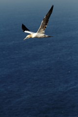 Fototapeta na wymiar Northern Gannet (Morus bassanus), northern gannet in flight, Scotland, bird colony, beautiful birds, nesting birds on cliffs, birds in flight with sea as a background