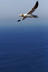 Fototapeta na wymiar Northern Gannet (Morus bassanus), northern gannet in flight, Scotland, bird colony, beautiful birds, nesting birds on cliffs, birds in flight with sea as a background