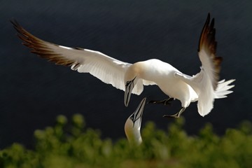 Northern Gannet (Morus bassanus), mating gannets on cliffs, Helgoland in Germany, bird colony,...
