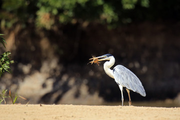 Anhinga (aka Snakebird, American Darter) on Sand Bank, with a Freshly Caught Catfish.  Pantanal, Brazil