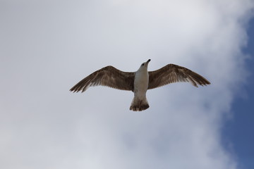 Möwe
