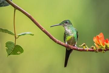 Fototapeta na wymiar Hummingbird (Empress brilliant) sitting on branch. Hummingbird from Colombia (Nationl Park Montezuma), bird from mountain tropical forest, bird perching on branch, enough space in background