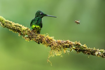 Hummingbird (Empress brilliant)sitting on branch, observing bee. Animal behaviour, sitting on branch, bird from mountain tropical forest, Montezuma, Colombia, bird perching on branch, clean background