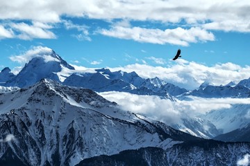 Golden eagle flying in front of swiss alps scenery. Winter mountains. Bird silhouette. Beautiful nature scenery in winter. Mountain covered by snow, glacier. Panoramatic view, Switzerland